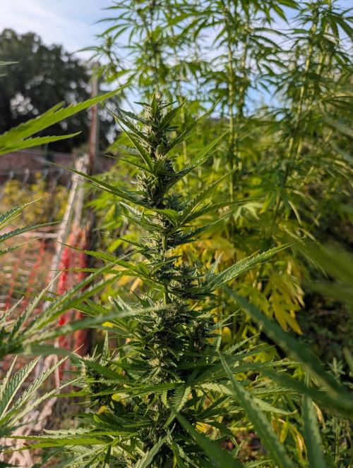 6th Try Bio Outdoor [Ger]. Week 8 - Nl