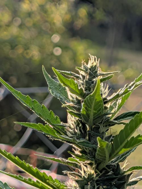 6th Try Bio Outdoor [Ger]. Week 8 - Nl