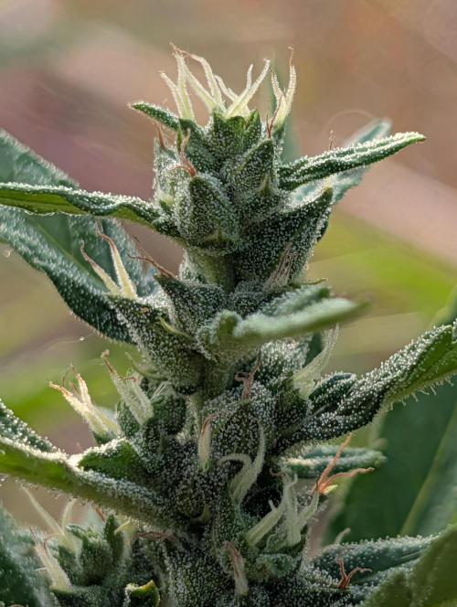 6th Try Bio Outdoor [Ger]. Week 8 - NL