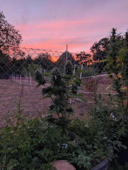 6th Try Bio Outdoor [Ger]. Week 9