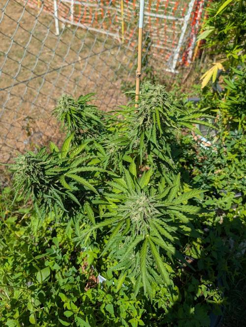 6th Try Bio Outdoor [Ger]. Week 9