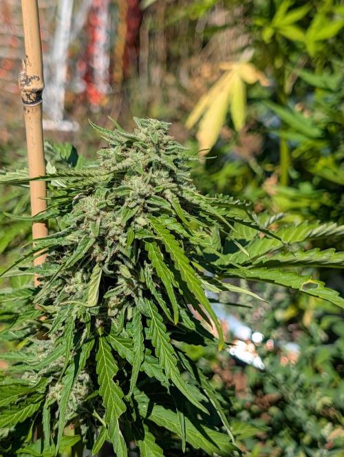 6th Try Bio Outdoor [Ger]. Week 9