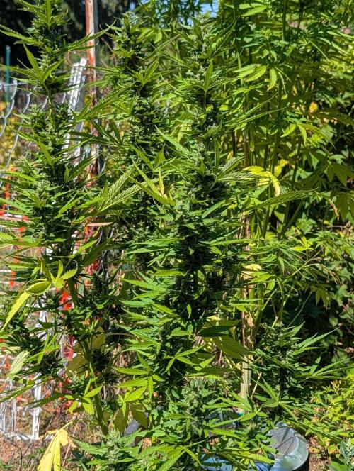 6th Try Bio Outdoor [Ger]. Week 9