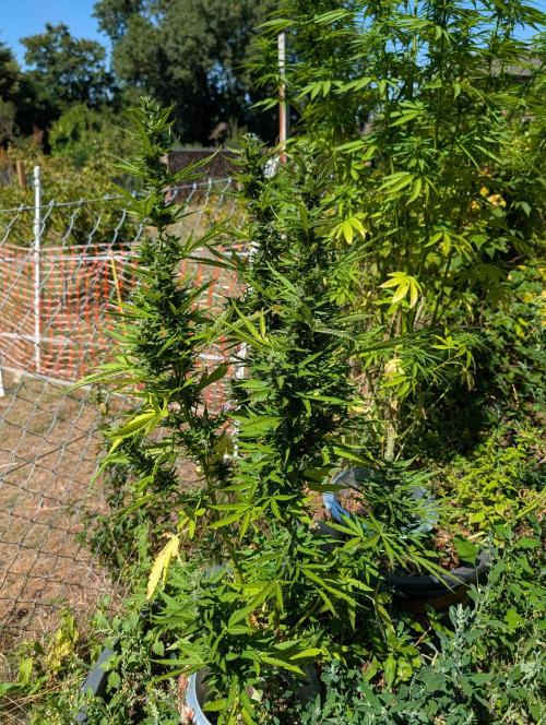 6th Try Bio Outdoor [Ger]. Week 9