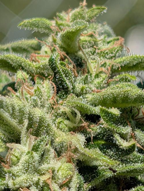 6th Try Bio Outdoor [Ger]. Week 10