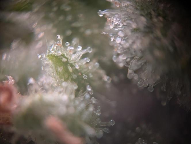 6th Try Bio Outdoor [Ger]. Week 10