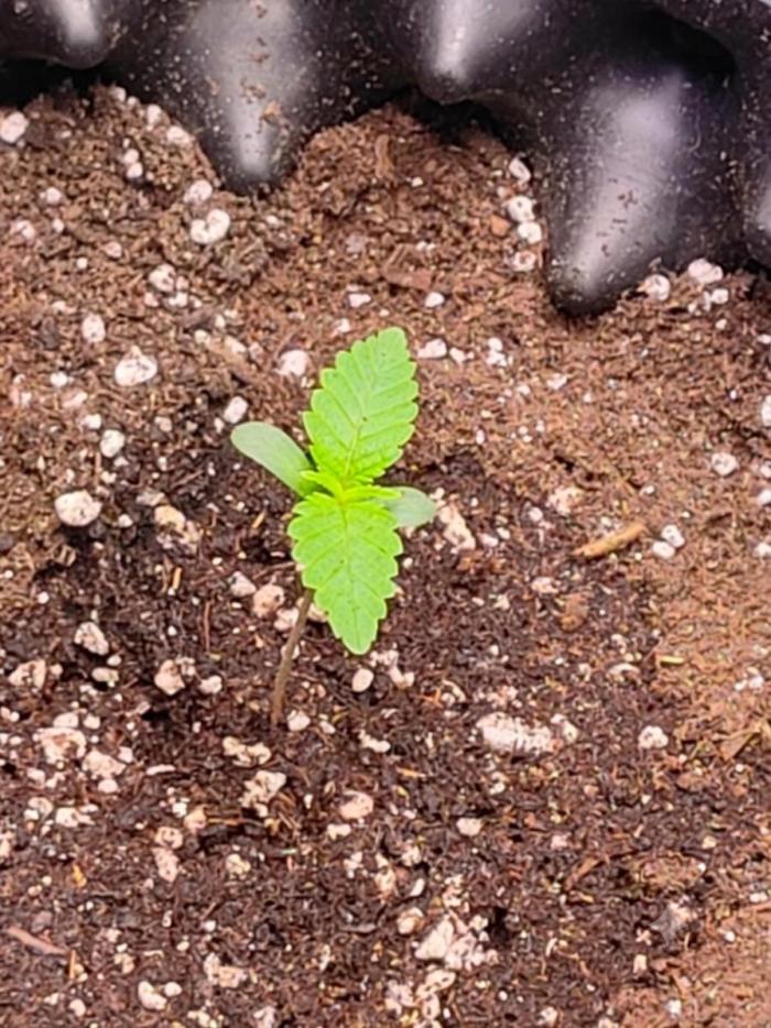 Sticky BooooF. Week 1 - Sticky Boof Journey – From Tiny Seedling to Frosty Monster 🚀