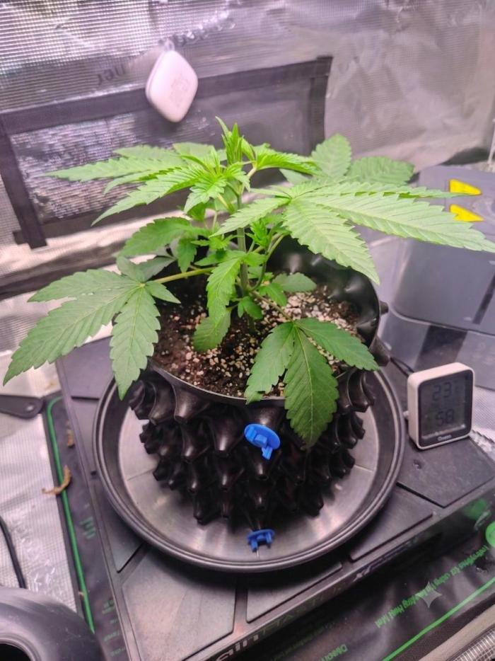 Sticky BooooF. Week 3 - Sticky Boof Journey – From Tiny Seedling to Frosty Monster 🚀
