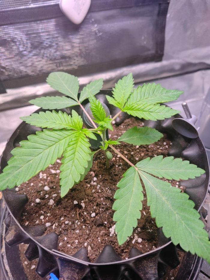 Sticky BooooF. Week 2 - Sticky Boof Journey – From Tiny Seedling to Frosty Monster 🚀