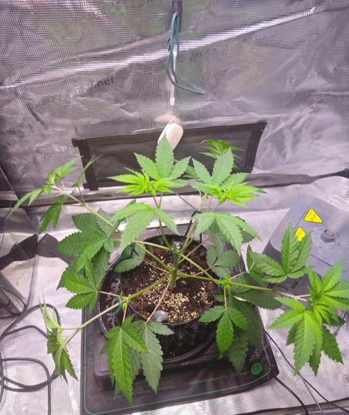 Sticky BooooF. Week 4 - Sticky Boof Journey – From Tiny Seedling to Frosty Monster 🚀