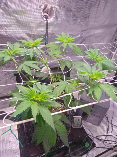 Sticky BooooF. Week 4 - ​3 days later: 6 shoots in the net! 🌿🔥