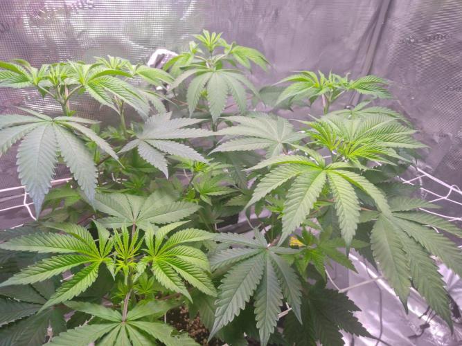 Sticky BooooF. Week 6 - 💚
