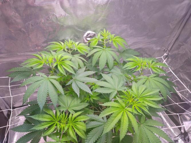 Sticky BooooF. Week 6 - 💚