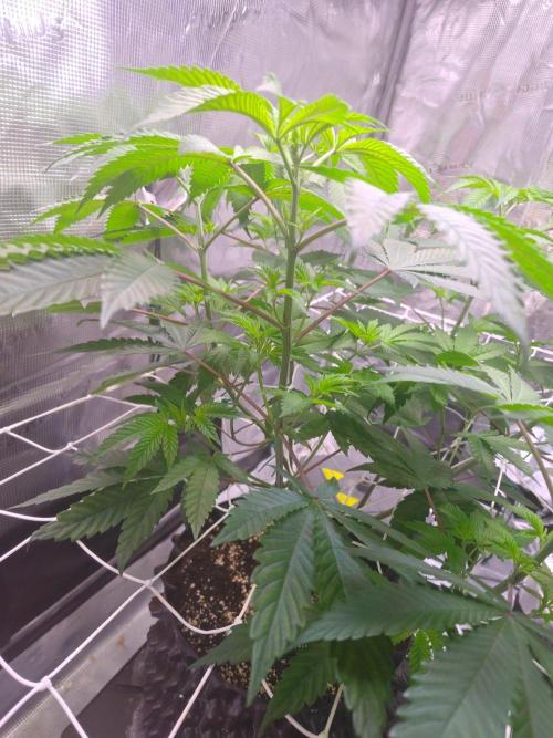 Sticky BooooF. Week 6 - 💚