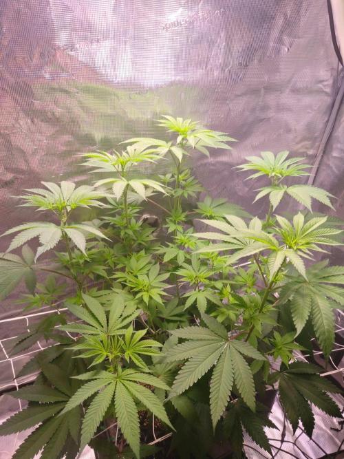Sticky BooooF. Week 7 - 💚