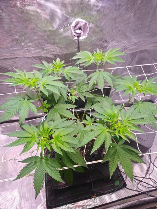 Sticky BooooF. Week 5 - 💚