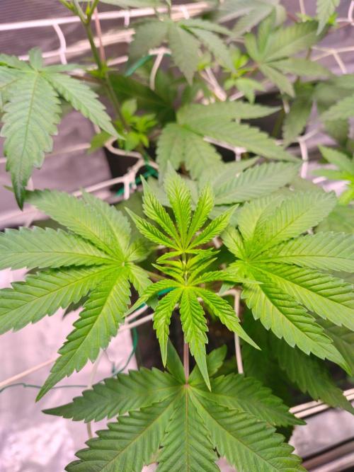Sticky BooooF. Week 5 - 💚
