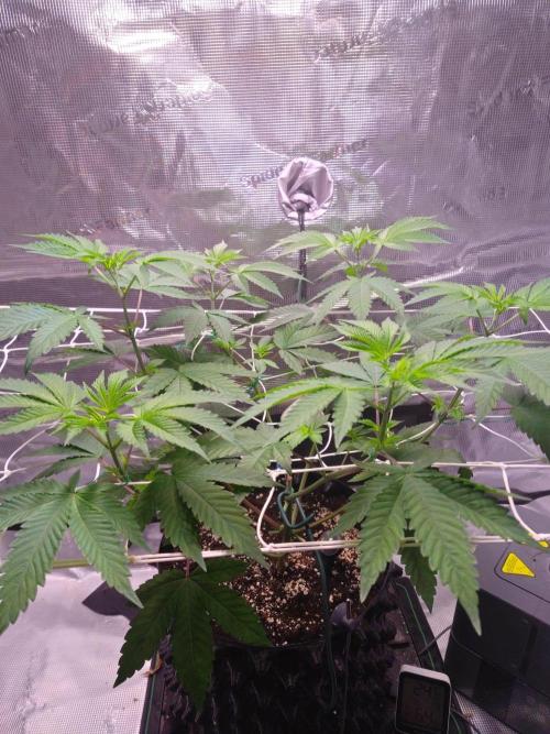 Sticky BooooF. Week 5 - 💚