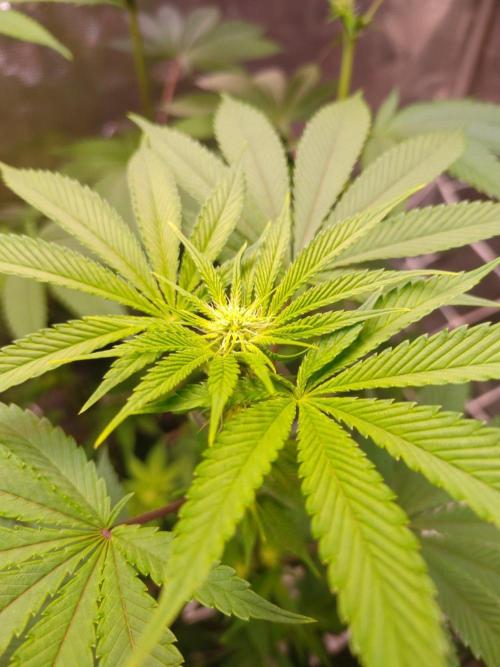 Sticky Boof. Week 8