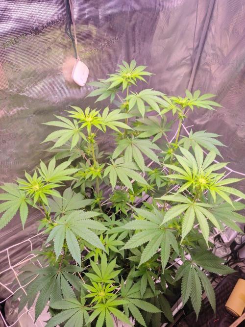 Sticky Boof. Week 8