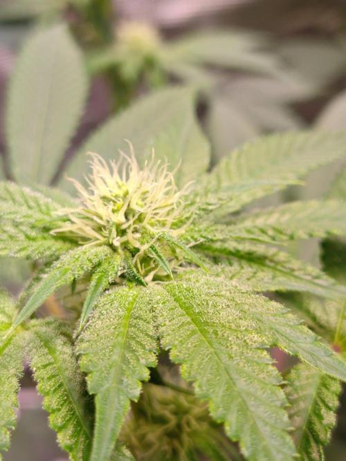 Sticky BooooF. Week 9