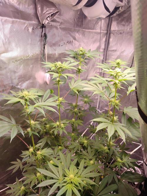 Sticky BooooF. Week 9