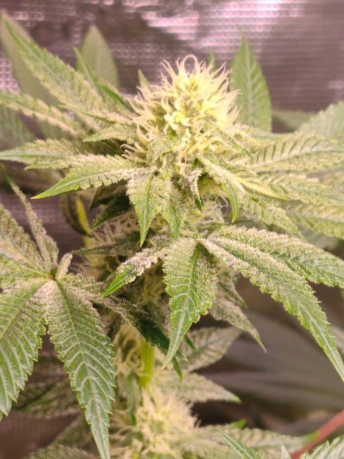 Sticky BooooF. Week 10