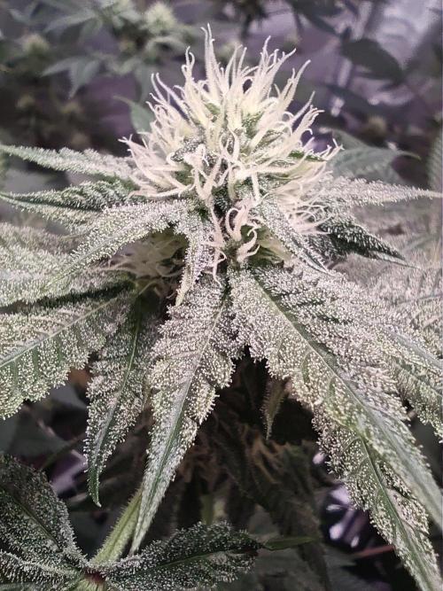 Sticky BooooF. Week 10