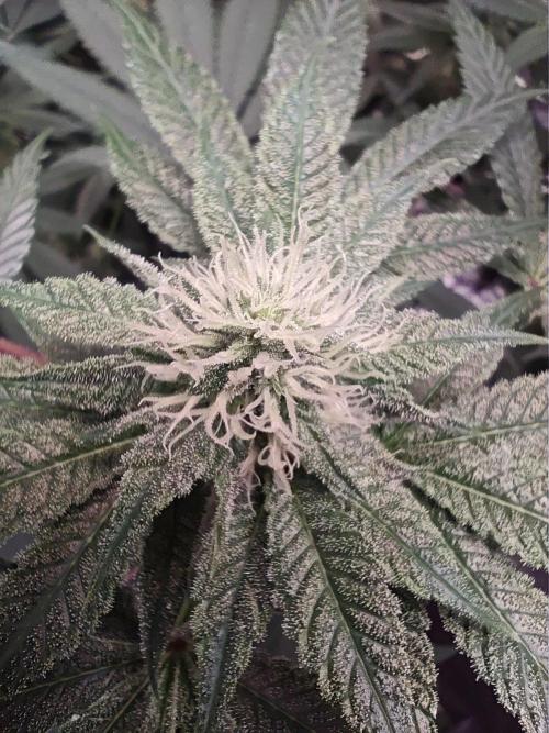 Sticky BooooF. Week 10