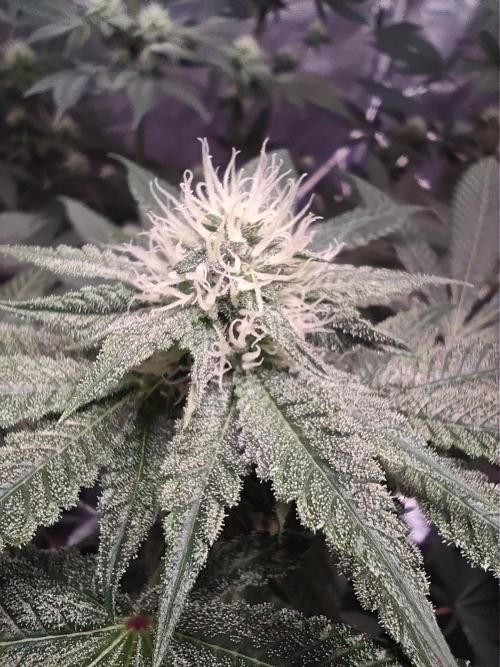Sticky BooooF. Week 10