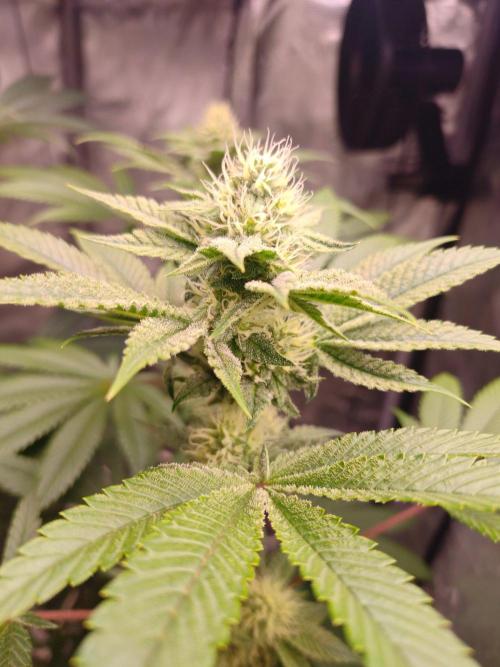 Sticky BooooF. Week 10