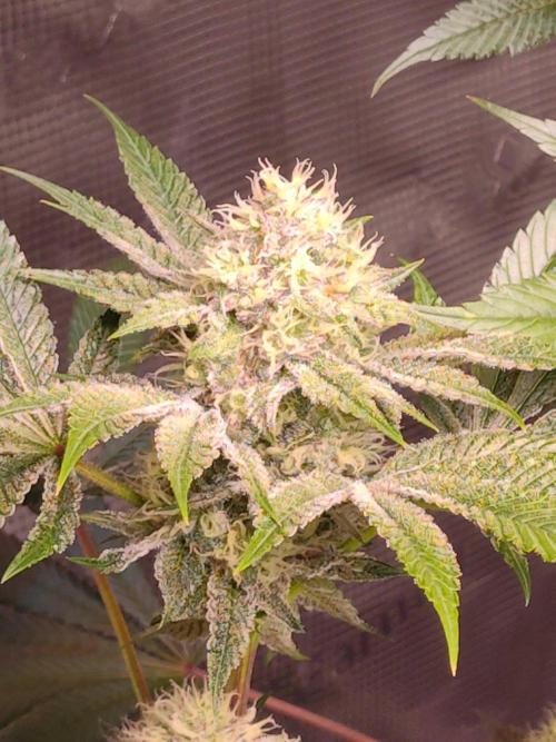 Sticky BooooF. Week 11