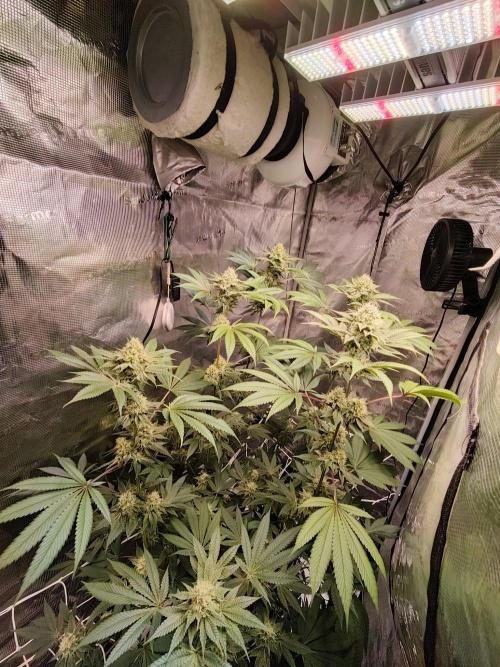 Sticky BooooF. Week 11