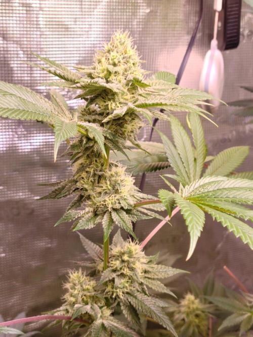 Sticky BooooF. Week 11