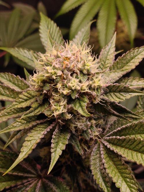 Sticky BooooF. Week 12
