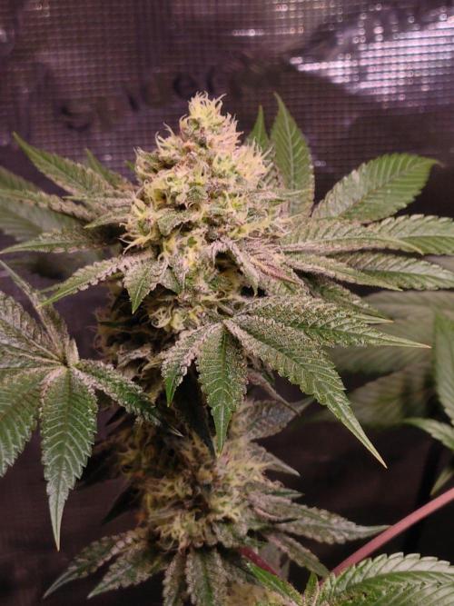 Sticky BooooF. Week 12