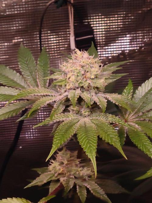 Sticky BooooF. Week 12