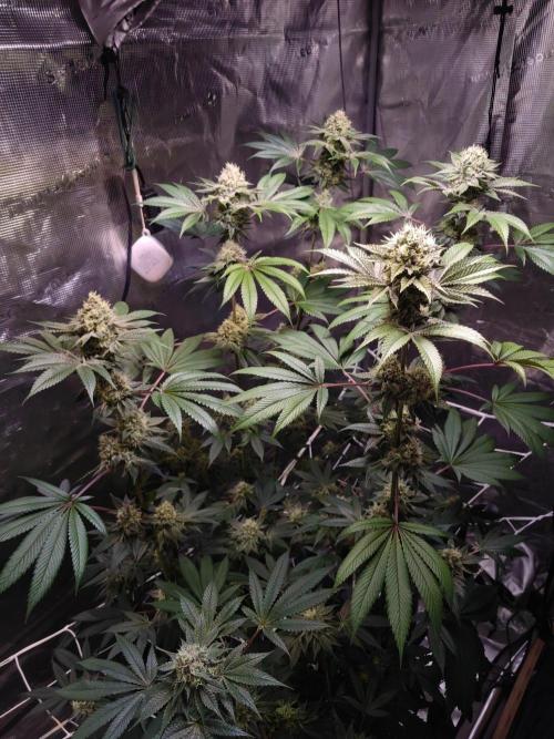 Sticky BooooF. Week 12