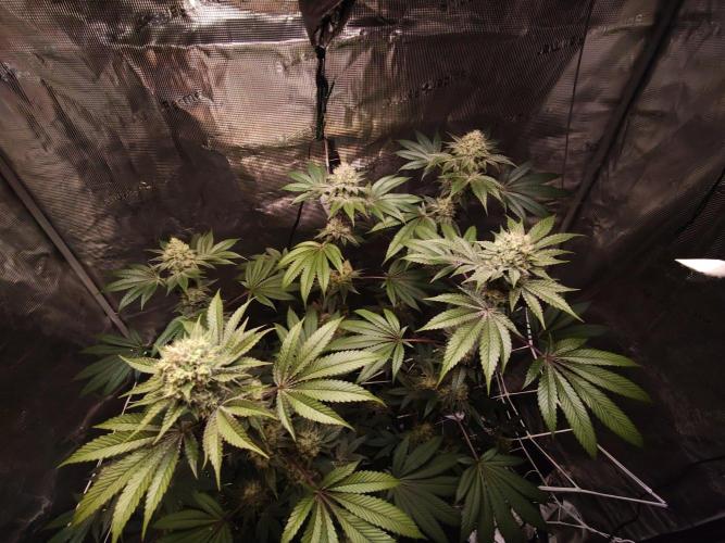 Sticky BooooF. Week 12