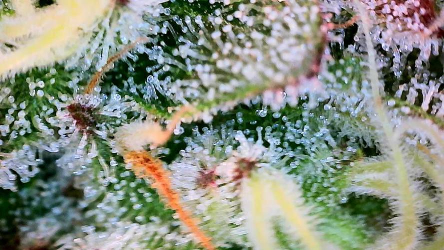 Sticky BooooF. Week 12