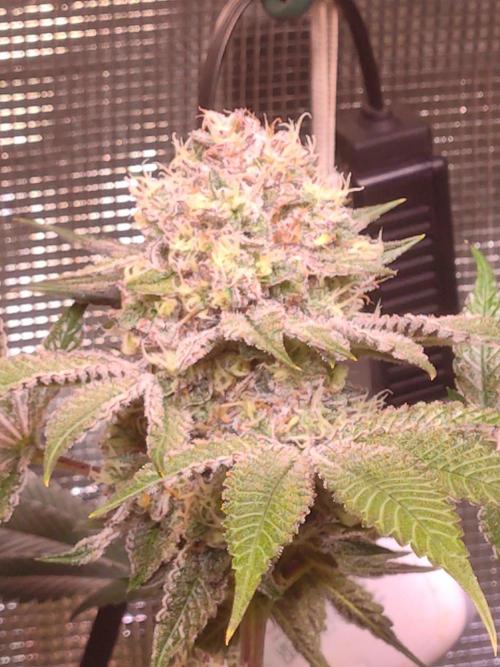 Sticky BooooF. Week 13