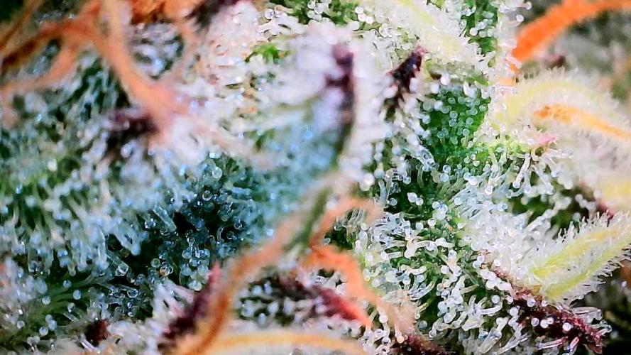 Sticky BooooF. Week 13