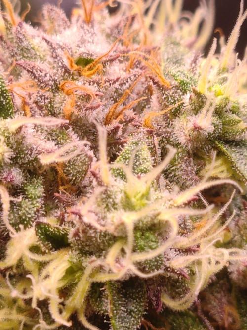 Sticky BooooF. Week 13