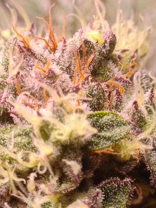 Sticky BooooF. Week 13