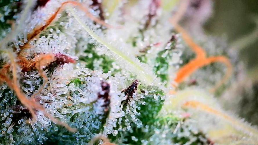 Sticky BooooF. Week 13