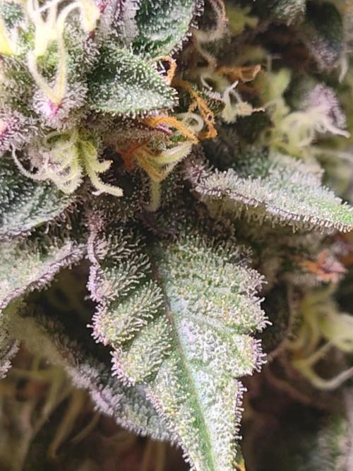 Sticky BooooF. Week 13