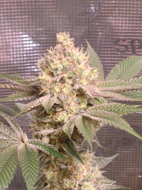 Sticky BooooF. Week 13