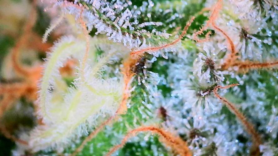 Sticky BooooF. Week 13