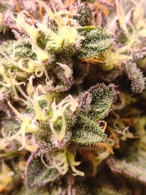 Sticky BooooF. Week 13