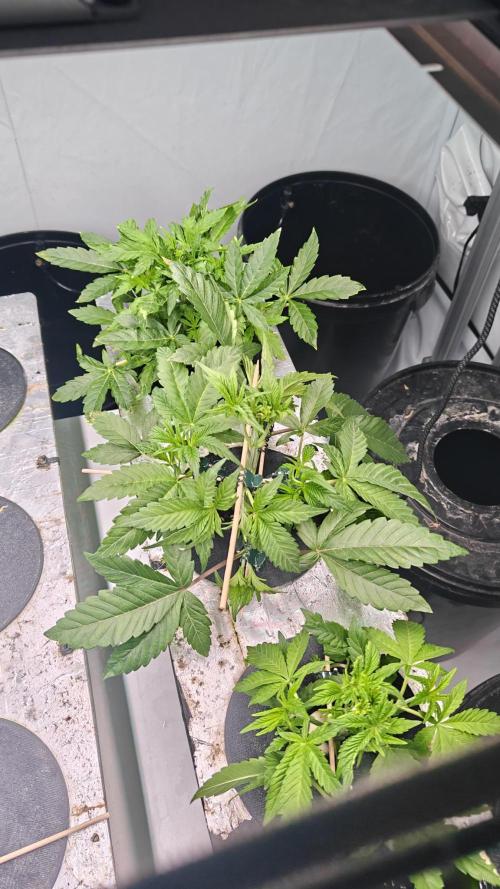 6x Royal Gorilla 3x Dynamite Diesel Aero. Week 0